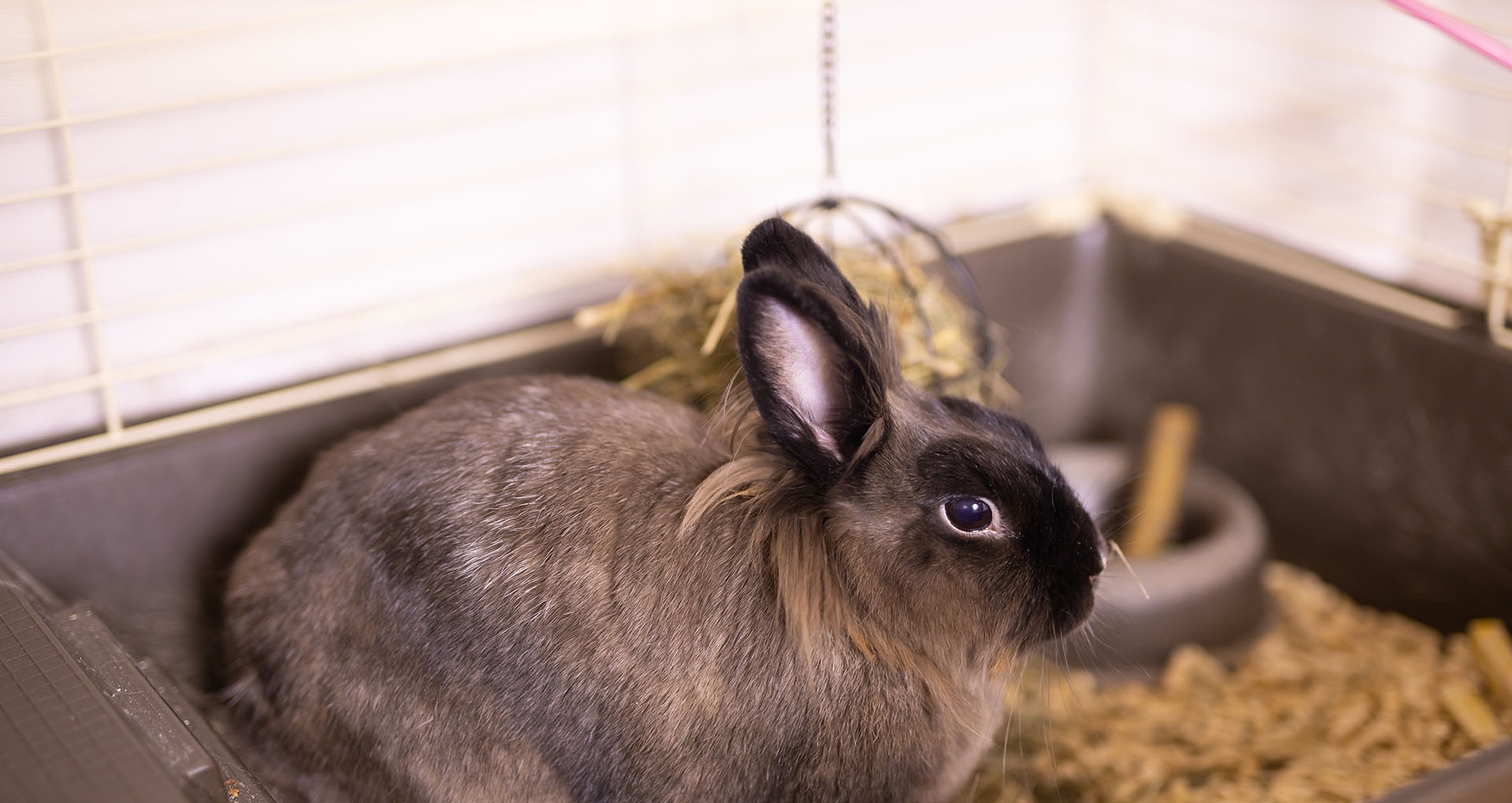 Dienstverlening van Dierenartsenpraktijk Danille Smeets